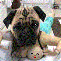 woof