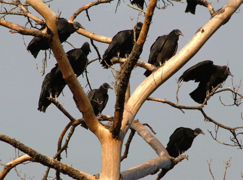 the collective noun for buzzards is