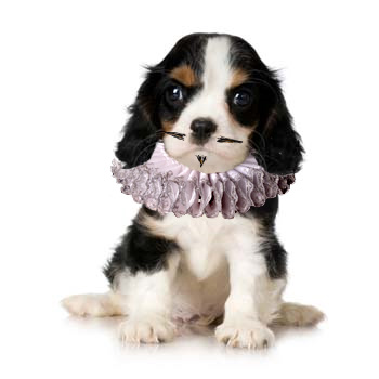 King Charles Spaniel Celebeast from Blankety Quiz