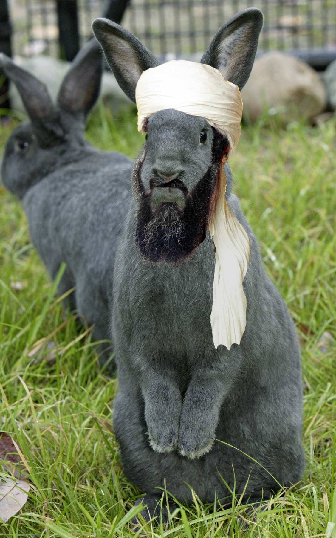 terror rabbit